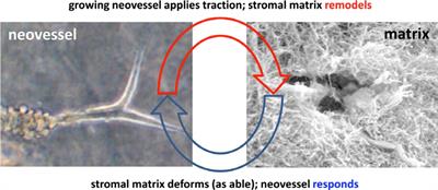 Imaging the Dynamic Interaction Between Sprouting Microvessels and the Extracellular Matrix